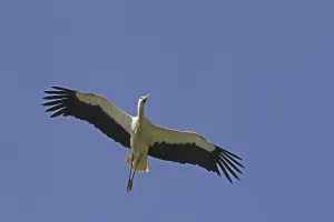 White Stork (ciconia ciconia), Adult in flight