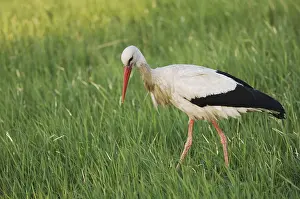 White Stork (Ciconia ciconia), adult in grassland