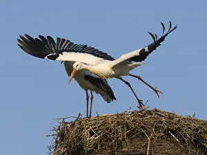 White stork (Ciconia ciconia), bird taking off in flight from nesting platform