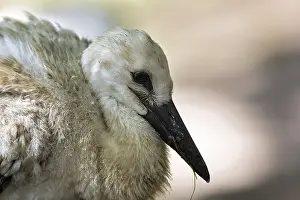 White Stork (Ciconia ciconia), chick in nest