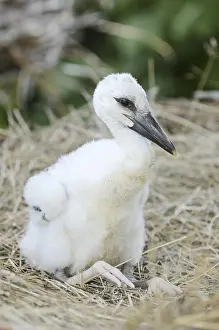 White stork (Ciconia ciconia), chick in nest