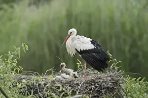 White stork (Ciconia ciconia) with chicks in the nest