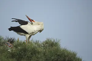 White stork (Ciconia ciconia) clattering with beak in nest on pine tree