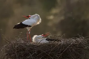 White stork (Ciconia ciconia) courting on the nest