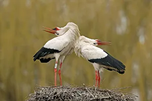 White stork (Ciconia ciconia) during courtship on the nest