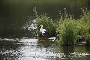 White stork (Ciconia ciconia), Emsland
