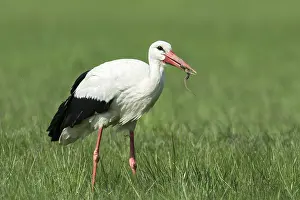 White Stork (Ciconia ciconia) feeding on prey