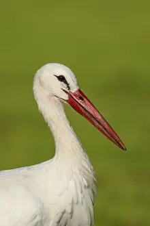 White Stork (Ciconia ciconia) female foraging