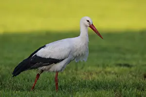 White Stork (Ciconia ciconia) female foraging