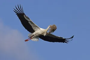 White stork (Ciconia ciconia) flies with nesting material
