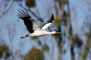 White stork (Ciconia ciconia) in flight