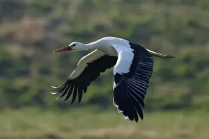 White stork (Ciconia ciconia) in flight