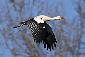 White stork (Ciconia ciconia) in flight