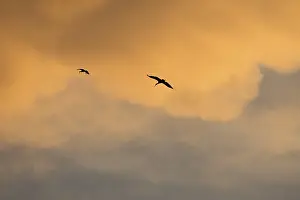 White stork (Ciconia ciconia), in flight