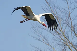 White stork (Ciconia ciconia) in flight