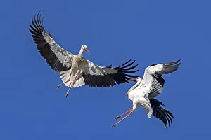 White stork (Ciconia ciconia) flying