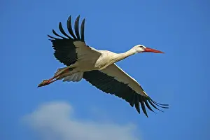 White stork (Ciconia ciconia), flying