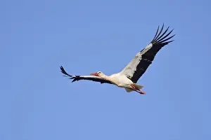 White stork (Ciconia ciconia), flying