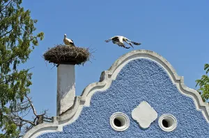 White stork (Ciconia ciconia) flying off the stork nest on a Burgenland farmhouse with baroque gable