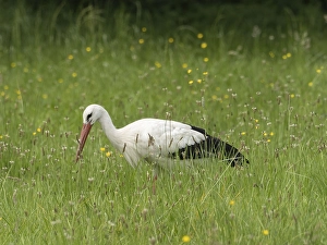 White stork (Ciconia ciconia) foraging in a meadow