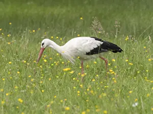 White stork (Ciconia ciconia) foraging in a meadow