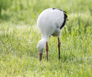 White stork (Ciconia ciconia) foraging in a meadow