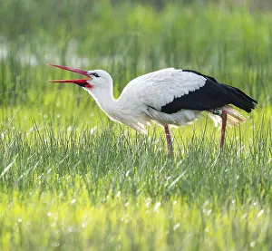 White stork (Ciconia ciconia) foraging in a meadow
