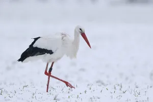 White Stork (Ciconia ciconia) foraging in snow