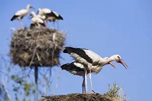 White stork (Ciconia ciconia), Germany