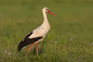 White Stork (Ciconia ciconia), Lake Neusiedl