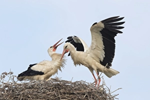 White Stork (Ciconia ciconia) landing on the nest
