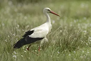 White Stork (Ciconia ciconia), Lower Saxony