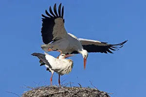 White stork (Ciconia ciconia) mating on the nest