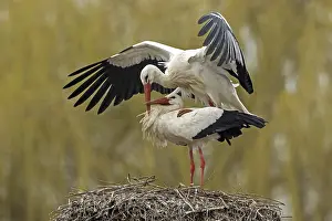 White stork (Ciconia ciconia) mating on the nest