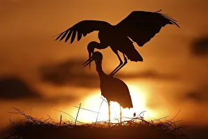 White stork (Ciconia ciconia) mating at sunset on the nest