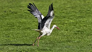 White stork (Ciconia ciconia) in a meadow