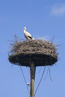 White Stork (Ciconia ciconia) on nest