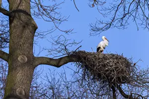 White stork (Ciconia ciconia), nest, Germany