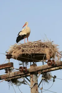 White Stork (Ciconia ciconia) in nest on power pole