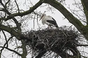 White stork (Ciconia ciconia), nesting in a tree