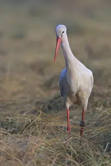 White Stork (Ciconia ciconia), North Rhine-Westphalia
