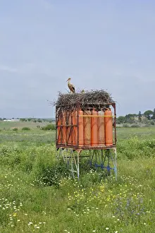 White stork (Ciconia ciconia), pair on the nest built on a frame with gas cylinders