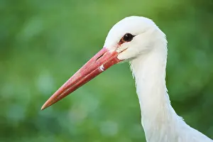 White stork (Ciconia ciconia), portrait