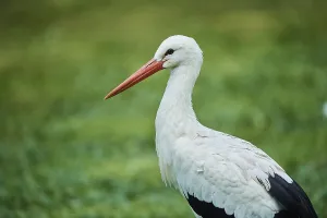 White stork (Ciconia ciconia) portrait