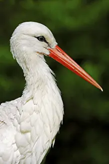 White Stork (Ciconia ciconia), portrait