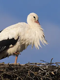 White stork (Ciconia ciconia), portrait of a bird at rest