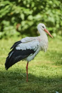 White stork (Ciconia ciconia) standing on a meadow