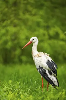 White stork (Ciconia ciconia) standing on a meadow