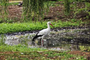 White stork (Ciconia ciconia) standing in a pond