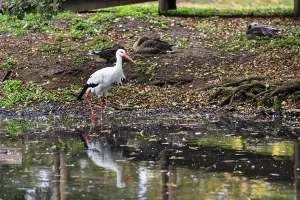 White stork (Ciconia ciconia) standing in a pond